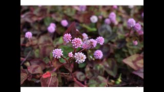 NUDOSILLA (Polygonum capitatum)