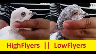 HighFlyer & LowFlyer Pigeons || kabli kabootar Shok karein..