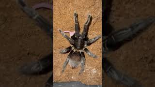 Tarantula vs mice 🐁 #tarantula #feeding