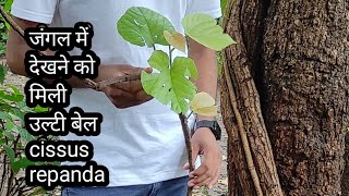 जंगल में देखने को मिली उल्टी बेल - cissus repanda.#ayurvedic #ayurved #natural