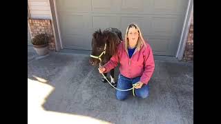 Kristie King Lewis and Flash show off their Cavallo CLBs!