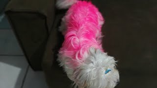 Pintei Minha CACHORRINHA com tinta de cabelo - trollei minha esposa