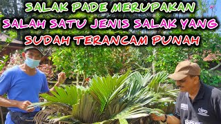 Salak Bali