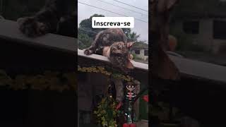 #motivacional #motivação#frases #freefire #viralvideo#cat#gatos #adote #jovem #idosos #educational