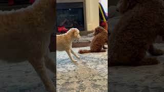 NEW! DOODLE DOGGIE DUEL- Part 16 “The Fake Out” 😂#dogs #animals #goldendoodle #shorts #goodbadugly