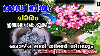 ചാരം ഇങ്ങനെ ചെയ്താൽ adinium നിറഞ്ഞു പൂക്കും /poppy vlogs/malayalam