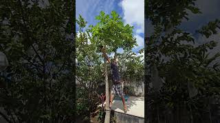 Homegrown Papaya Harvest Time #shorts #bali