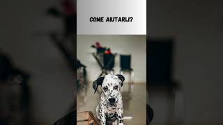 Cosa Succede ai Cani Quando Restano Soli in Casa #shorts #curiosità #amicifelini #cute #viralvideo