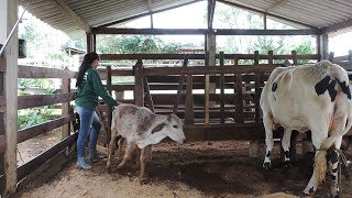 COMO É O DIA NO SÍTIO / DIA DE  LIDA / LABUTA NA ROÇA