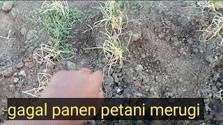 Wonorejo  diserang hama gurem dan cacar petani bawang gagal panen