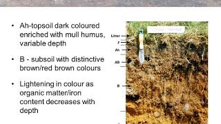 Brown Earth Soils