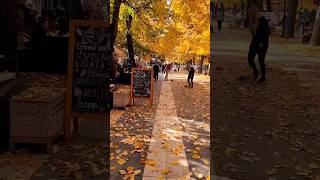 Central City Park -Sokobanja 🇷🇸 #shortsfeed #park  #shortvideo