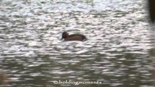 Ferruginous Duck