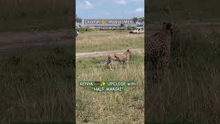 #kenya #wildlife #safari #travel #halfmaasai #adventure #trip #cheetah #cheetas #photography #wild