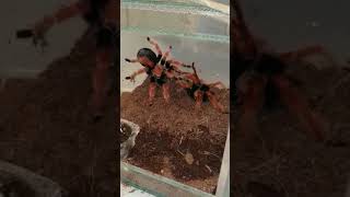 Brachypelma boehmei (Mexican Fireleg Tarantula) Mating #tarantula #tarantulabreeding  #vogelspinnen