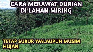 Cara merawat durian di lahan miring | pantau pohon durian di musim hujan | begini hasilnya