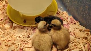 New Call Duck Babies!