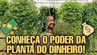 Dinheiro-em-penca : como cultivar a planta que atrai fortuna e prosperidade - plantas