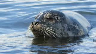 Harbor Seals Free and Wild