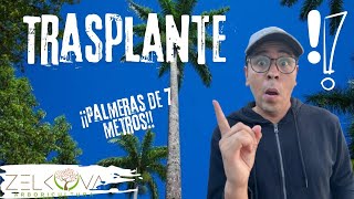 TRASPLANTE: Palmeras Reales (Técnica, Método y Recomendaciones)