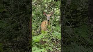 Mama Deer Looking for some Corn