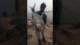 kovalam big trevally fishing