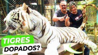 TIGRES DOPADOS? - Tiger Kingdom(Chiang Mai)