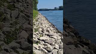 24. August 2024  am Rhein so schön.   #rhein #video #videos