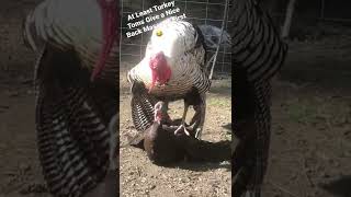 Turkeys Are Real Gentlemen