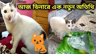 Bengali Vlog # আজ ডিনারে আমাদের সাথে এক নতুন অতিথি 🐈