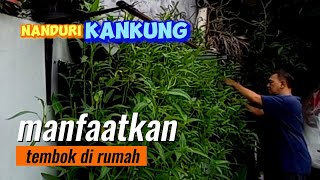 planter bag kangkung pada dinding rumah #panen