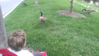 Christian checking out the geese up close! Very close....