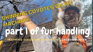 skinning coyotes quick & easy ( how to using machine)