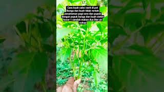 part2 cara cabe rawit dipot tidak rontok bunga dan buah#berkebun #berkebundirumah #pertanian