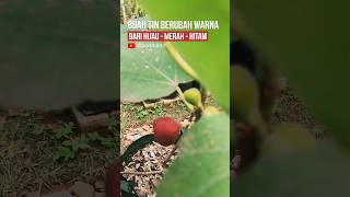 PETIK BUAH TIN SETIAP HARI, tandanya selalu ada 3 warna ini di kebun, mereka bergantian matang