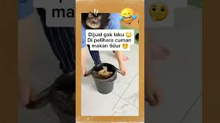 DIJUAL GAK LAKU MAK #shortvideo #oyenbarbar #oyenlucu