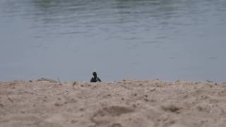 Ein Eisvogel beim Fischfang an der Kiesgrube Eilenburg ganz nah. #vogelbeobachtung