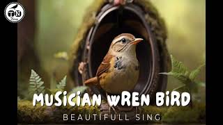 Musician Wren bird | beautifull song #musicianwren #birdcalls