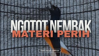 Murai Batu Ngotot Nembak Materi Perih,Cocok Untuk Pancingan Murai Macet Atau Kurang Ngotot