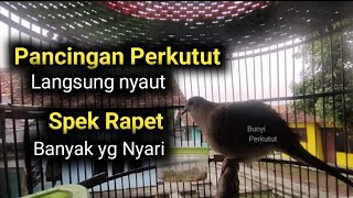 Perkutut lokal gacor suara besar Super Jago Memancing Lawan Binyi.