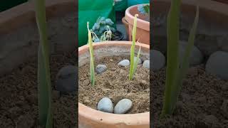 🌿🫚HOW TO GROW GINGER (अदरक) 🫚🌿 #viral #gardening #ginger #organic