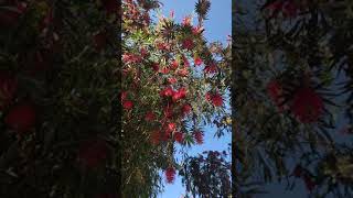 floraison callistemon