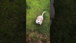 My little Great Pyrenees baby girl! #chickenfarmer #greatpyrenees #dog #farmdog #soonun #soonunlife