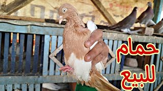 #حمام زيادة للبيع🕊️🤷🏽 ولازم توفر الحاجات دي للحمام🔥🦜🐓