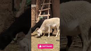 فحول سلالة الدمان الاصيلة 🏅🐑