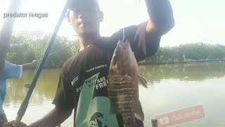 Sarang ikan kakap merah || Red snapper's lair