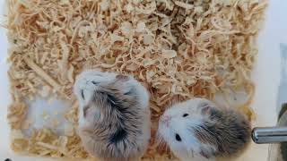 Roborovski Hamster Playtime : Cute Duo Caught on Camera