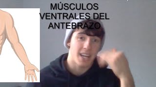 MÚSCULOS VENTRALES DEL ANTEBRAZO-Origen, inserción, inervación, acción