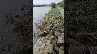 es wird höher das #wasser  am #rhein #shortsvideo #shorts #short