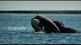 BALLENAS Punta Pardelas. Peninsula de Valdes. SubSur